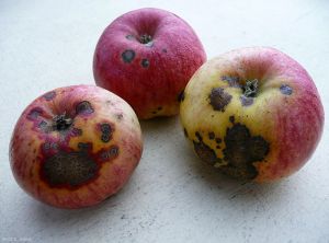 Taches sur pomme causées par <i>Venturia inaequalis</i>, tavelure (photo B.Petit, INRA)