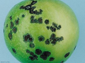 Symptômes sur pomme (variété Granny) de la tavelure de conservation (photo M. Giraud, CTIFL)