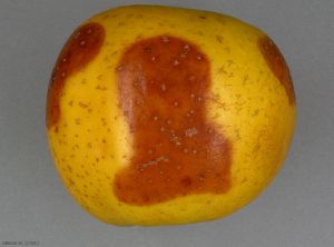 Tache brune et ovale à la surface de l'épiderme - Echaudure molle (photo M. Giraud, CTIFL)