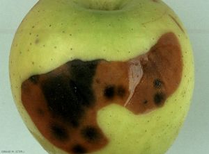 Tache brune à la surface de l'épiderme envahies de taches noires dues à <i>Alternaria</i> - Echaudure molle (photo M. Giraud, CTIFL)