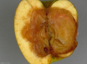 Pommier_Fusarium1_Giraud