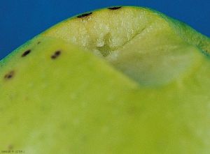 Symptômes sur fruit de ponctuations lenticellaires (photo M. Giraud, CTIFL)
