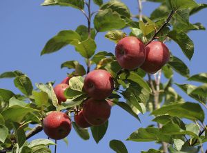 Variété de pomme Ariane résistante à la Tavelure (photo S.Simon, INRA)