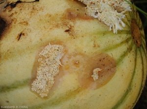 Lésion débutante sur fruit de melon. Les tissus altérés et humides prennent une teinte marron. Du mycélium et de jeunes sclérotes se forment  déjà superficiellement. (<i>Sclerotium rolfsii</i>)