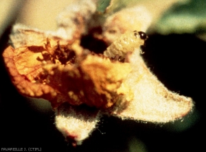 Larve d'<i>Anthonomus pomorum</i> ; anthonome du pommier (photo J. Favareille, CTIFL)