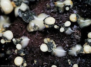 Pycnides noires libérant une gelée crème contenant des spores de <i>Phacidiella</i> sp. (photo M. Giraud)