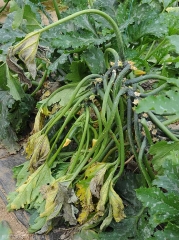 Ce pied de courgette, dont la tige est fortement affectée par <b><i>Pectobacterium carotovorum</i> subsp. <i>carotovorum</i></b>, révèle plusieurs feuilles chlorotiques et flétries. (pourriture bactérienne)