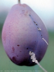Carpocapse du prunier