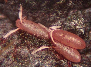 Moucheron asiatique Drosophile du cerisier