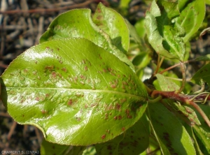 Les petites galles rouges sur la face supérieure des feuilles de poirier sont dues aux piqures du <strong>phytopte du poirier</strong> présent à la face inférieure. <i>Eriophyes pyri</i> (pear leaf blister mite)