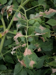 Plusieurs larges taches d'abord huileuses et noirâtres, maintenant nécrotiques sont bien visibles sur les folioles de cette feuille de tomate. <b><i>Phytophthora infestans</i></b> (mildiou)