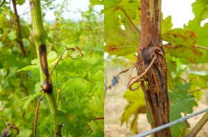 Symptômes plus ou moins évolués de rot blanc sur rameau au vignoble (lésion classique sur rameau située à gauche, lésion chancreuse à droite).  <i><b> Pilidiella diplodiella </b></i> (white rot)