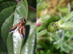 trichopoda-nezara