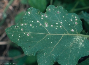 En vieillissant, ces petites taches se dessèchent complètement et le limbe finit par tomber, laissant apparaître un trou. <i><b>Stemphylium solani</b></i> (stemphyliose, grey leaf spot)