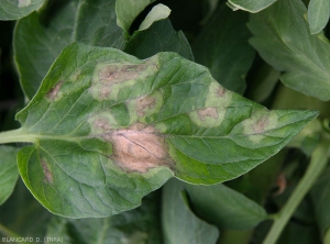 Aucune sporulation n'est visible sur ces taches de mildiou observées à la face supérieure de cette foliole de tomate. <i>Phytophthora infestans</i> (Mildiou)