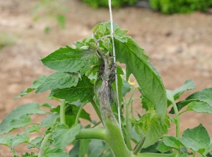 Attaque de mildiou sur apex de tomate. Les tissus tendres ont noirci et l'apex est ceinturé par une lésion étendue, d'abord humide, devenant progressivement nécrotique. Les nervures des folioles proximales commencent à être atteintes. <b><i>Phytophthora infestans</i></b> (mildiou)
