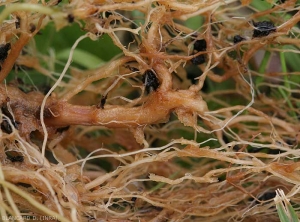 Détail de racines de tomate plus ou moins altérées par <i><b>Phytophthora nicotianae</b></i>. Les tissus du cortex ont pris une teinte brun rougâtre, et se décomposent progressivement. (Oomycètes)