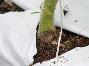 Jeune chancre apparaissant au collet de d'un pied de tomate cultivé en hors sol. De couleur brun sombre, son contour est plutôt diffus. <i><b>Phytophthora nicotianae</b></i>. (Oomycètes)