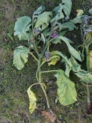 Possédant un système racinaire altéré, ce pied d'aubergine montre des feuilles basses chlorotiques et flétrissantes. <i><b>Phytophthora nicotianae</b></i>. (Oomycètes)