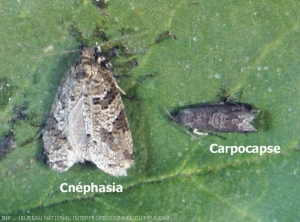 Carpocapse du prunier