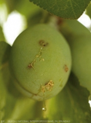 Piqûre en spirale sur prune, caractéristique de la petite tordeuse de fruits. <i><b>Cydia lobarzewskii</b><i>