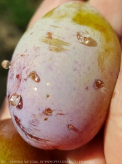 Perforations et traces d'oeufs attribuables à la petite tordeuse des fruits, sur prune. <i><b>Cydia lobarzewskii</b><i>