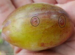 Spirales causées par petite tordeuse des fruits. <i><b>Cydia lobarzewskii</b><i>, sur prune après véraison.