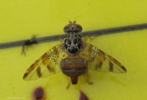 Mouche méditéranéenne