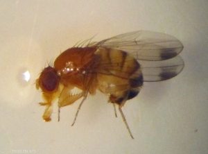 Moucheron asiatique
