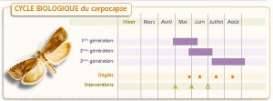 Prunier_Cycle-carpocapse