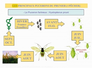 Prunier_Cycle-puceron-farineux