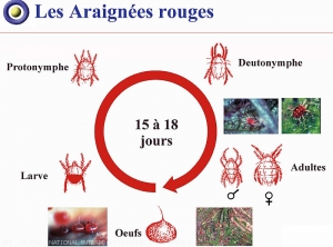 Prunier_Cycle-araignees-rouges