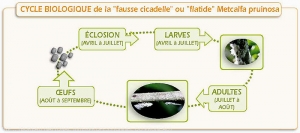 Prunier_Cycle-cicadelle pruineuse