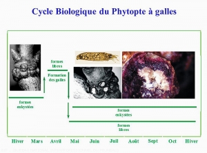 Prunier_Cycle-phytopte-galles