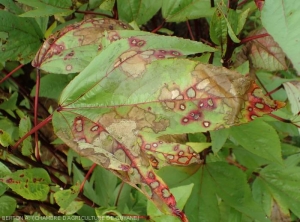 Cette feuille d'oseille rouge de Guiné (<i><b>Hibiscus sabdariffa</i></b>) montre de nombreuses lésions nécrotiques plus ou moins étendues. Certaines, de teinte beigeâtre sont entourées d'un halo lie de vin. (<i><b>Rizoctonia solani</i></b>)
	