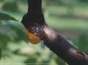 Bacteriose à Pseudomonas