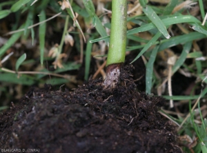 Détail d'un chancre brun et plus clair en son centre, plutôt sec et bien délimité, ceinturant la partie basse de la tige  d'un pied de piment. <i><b<Rhizoctonia solani</i></b> 