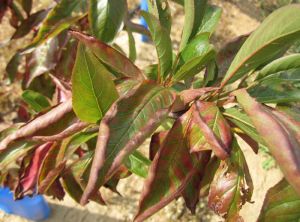 Symptomes d'enroulement chlorotique de l'abricotier sur feuillage de prunier americano-japonais (photo Marie DORDOLO, Chambre Agriculture 82)