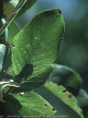 Bacteriose