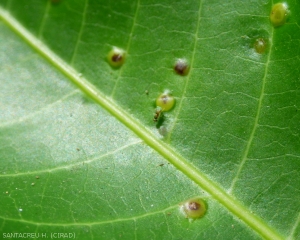 Cette micro guêpe parasite les larves de cécidomyie des feuilles