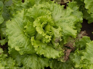 Pomme de salade exprimant localement des nécroses et des dessèchements foliaires. <i><b>Groundnuts Ring Spot Virus</b></i> (GRSV)