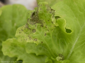 Des petites lésions nécrotiques brunes à noirâtres, voire des anneaux sont visibles sur cette feuille de salade. <i><b>Groundnuts Ring Spot Virus</i></b> (GRSV)