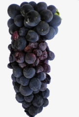 Plusieurs baies situées dans la partie centrale de cette grappe sont plus ou moins pourries, ratatinées et de couleur violacée. <i><b>Colletotrichum</i> sp</b>. (ripe rot)

