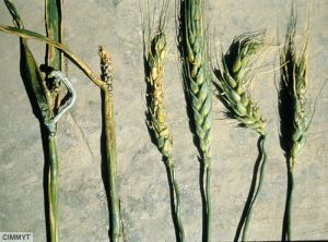 Rathayibacter tritici blé