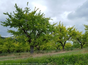 jaunissement du feuillage de prunier dû à une carence en fer (chlorose ferrique)