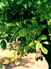 Différents stades de chlorose ferrique sur feuilles de prunier : jaunissement, puis blanchiment pouvant terminer par une nécrose de la feuille.
