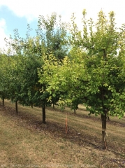 Jaunissement du feuillage de prunier dû à une carence en fer (chlorose ferrique)