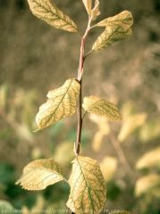 Jaunissement du limbe et nervures vertes sur feuilles de prunier affectées par la chlorose ferrique