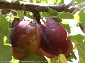 Prunes présentant une fente suturale apicale (à gauche) et un éclatement partant du pédoncule (à droite)