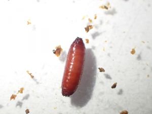 Pupe de <em>Delia radicum</em>, en forme de tonnelet de longueur 8 mm environ et ornée de stigmates à son extrémité. <strong>Mouche du chou